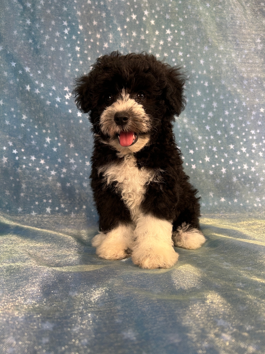 Black Female F1 Mega Coat Schnoodle Puppy for Sale $950